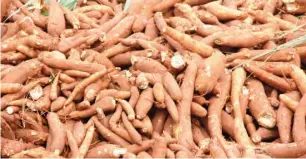  ??  ?? Cassava tubers