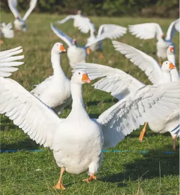  ??  ?? Boo! Geese make excellent guardians, but they may occasional­ly chase your guests