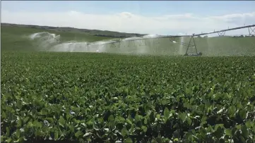  ?? Ag Advisory Services ?? Corn and soybeans are the row crops that the Kyle Cantrell raise with center pivot irrigation. Above, soybeans get a refreshing spray from the pivot.