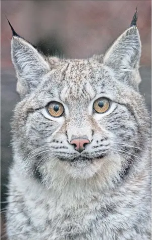  ??  ?? CALL OF THE WILD : Lynx UK Trust says Scotland could support 400 of the animals