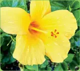  ??  ?? Spot the colorful hibiscus flowers that pop out against the natural Islamorada landscape