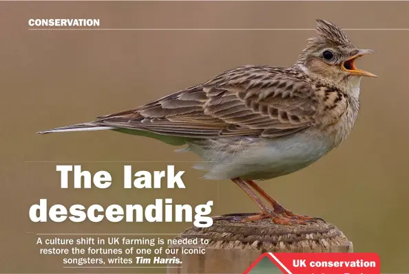  ?? ?? Despite being one our most celebrated songsters, Eurasian Skylark is rapidly declining in the UK.