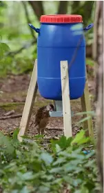  ?? ?? Birds with intestinal problems will pick away at their food and scatter it rather than eat it