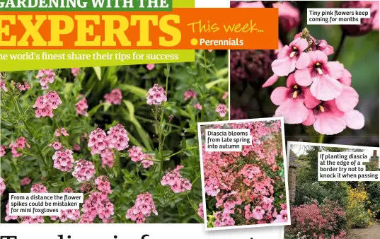  ??  ?? From a distance the flower spikes could be mistaken for mini foxgloves
Diascia blooms from late spring into autumn
Tiny pink flowers keep coming for months