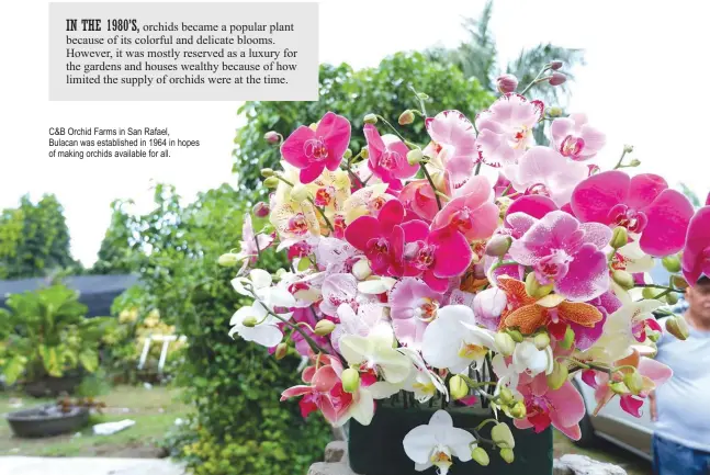  ??  ?? C&B Orchid Farms in San Rafael,
Bulacan was establishe­d in 1964 in hopes of making orchids available for all.