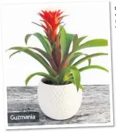  ??  ?? Guzmania