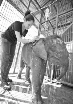  ??  ?? Dr Diana Ramirez gives wound treatment to a baby elephant.-Photo credit Scubazoo