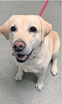  ??  ?? Seven-year-old Poppy went for a routine check-up, during which X-rays revealed she had eaten a whopping 10 golf balls.