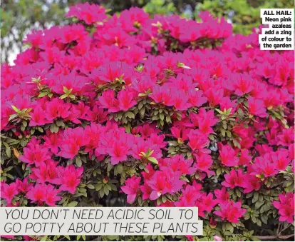  ?? ?? ALL HAIL:
Neon pink azaleas add a zing of colour to the garden