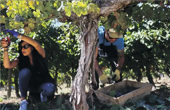  ??  ?? Tourists pick grapes at Viu Manent vineyard in Chile’s Colchagua Valley. “You always drink the wine, but you don’t really know the process behind it,” one visitor remarks.