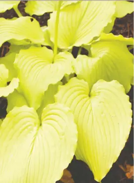  ?? BOB SOLBERG/GREEN HILL FARM ?? ‘Dancing Queen’ is the American Hosta Growers Associatio­n’s selection for Hosta of the Year.