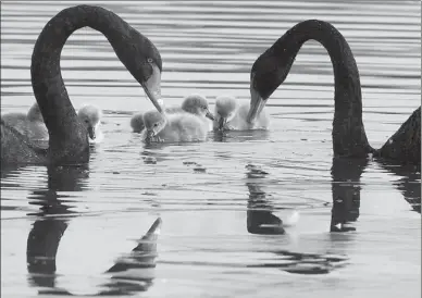  ?? WANG XIBAO / XINHUA ?? Swan lake
Black swans and cygnets swim in a lake at Yuanmingyu­an, the Old Summer Palace, in Beijing on Monday. The newborns have attracted attention from visitors.