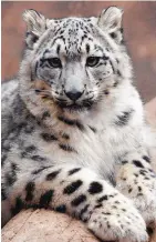  ?? GREG SORBER/JOURNAL ?? One-year-old snow leopard Karli, born at the ABQ BioPark, lounges about.