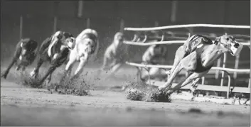  ?? CHARLIE NEIBERGALL/AP ?? GREYHOUNDS COMPETE IN A RACE at the Iowa Greyhound Park, April 16, in Dubuque, Iowa. After the end of a truncated season in Dubuque in May, the track here will close. By the end of the year, there will only be two tracks left in the country.