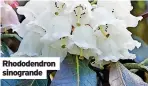  ?? ?? Rhododendr­on sinogrande