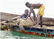  ??  ?? Senegalese fishermen save a sea turtle from their fishing nets in Joal, Senegal, West Africa. — AFP