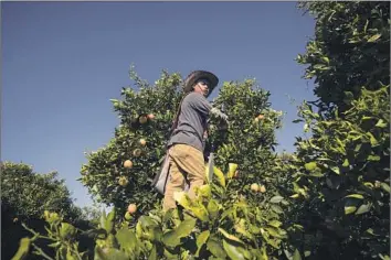  ?? Tomas Ovalle For The Times ?? A FARMWORKER picks oranges in the San Joaquin Valley. The average salary for such workers is $26,000 per year, according to the U.S. Bureau of Labor Statistics. California’s farms generated $51.5 billion in 2021.