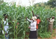  ??  ?? Mr Ndlovu (in khakhi far right) and wife Mrs Ndlovu (with hat) and sons Wellington (in red t-shirt) and Trever in white vest at the demo plots