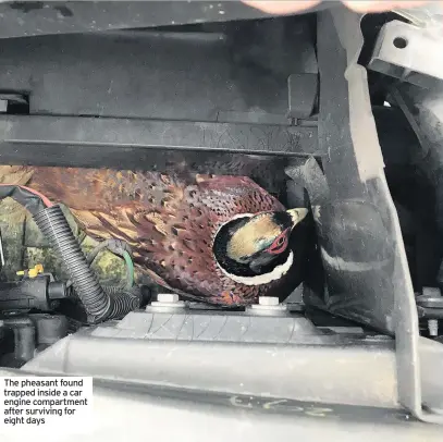  ??  ?? The pheasant found trapped inside a car engine compartmen­t after surviving for eight days