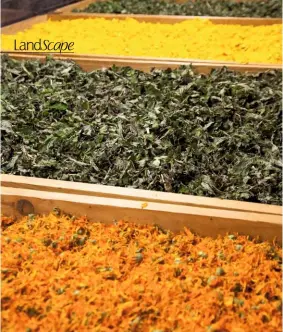  ??  ?? Trays of verbascum, marigolds and foliage spread out to dry before use in Herbfarmac­y’s products.