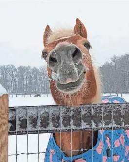  ?? PROVIDED BY CARA BIRCH-ZELO ?? Teddy loves a snow day at Wellspring Farm in Bellevue on Friday.