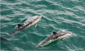  ?? JZHunt/Getty Images/iStockphot­o ?? Dolphins are traditiona­lly hunted on the Faroe Islands for their meat. Photograph: