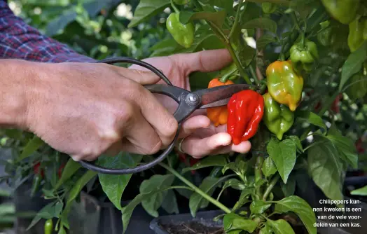  ??  ?? Chilipeper­s kunnen kweken is een
van de vele voordelen van een kas.