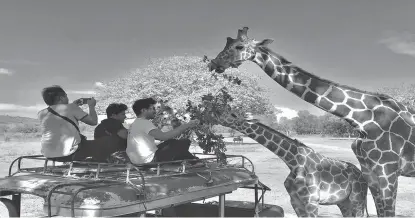  ??  ?? Tourists visiting the Calauit Safari Park get the chance to feed the animals like these two giraffes. The other animals in the park are zebras, elands, waterbucks, Calamian deer, mouse deer, and others endemic to Palawan. (Photo courtesy of Sweetie Mata)