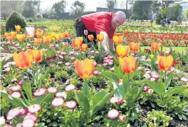  ??  ?? Gardener Patrick McCormack at Swansea’s Botanical Gardens yesterday