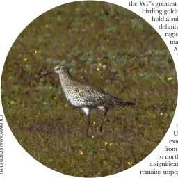  ??  ?? Slender-billed Curlew is still classified as Critically Endangered, despite no documented sightings since the late 1990s, and the indication­s are that it is now extinct.
Birdwatch•July 2021