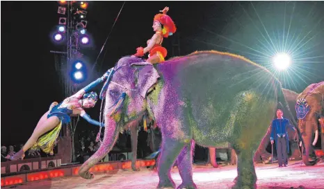  ?? FOTO: URSULA DÜREN ?? Der Circus Krone zeigt in seinem Programm „Evolution“(hier beim Gastspiel auf der Theresienw­iese in München)Artistiknu­mmern mit Elefanten. Für die Tierschütz­er von Peta ein Unding.