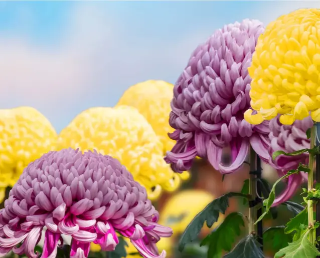  ?? ?? Chrysanthe­mums come in an impressive array of shapes and colours. They are beloved in Japan: 9 September is Japan’s National Chrysanthe­mum Day, one of Japan’s five ancient sacred festivals and also known as the Festival of Happiness.