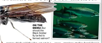  ??  ?? ON THEMENU: But should the Black Soldier fly be fed to farmed salmon?