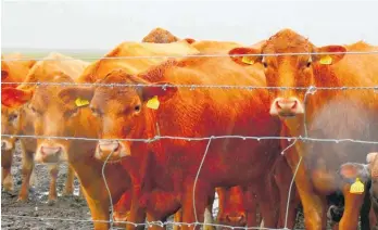  ?? Photo / Getty Images ?? Europe’s farmers want to protect their livelihood­s with more than just a barbwire fence.