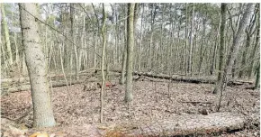  ?? FOTO: WOLFGANG KUMM/DPA ?? Umgestürzt­e Bäume und Totholz in einem Mischwald.