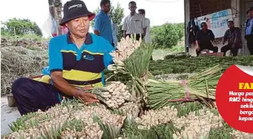  ??  ?? MOHD Derus menyusun serai yang ditanam di Taman Kekal Pengeluara­n Makanan (TKPM) Kota Perdana, Pekan.