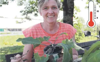  ?? FOTO: KRATKY ?? „Gießen ohne Ende“: Kräuterfac­hfrau Hildegard Danner.