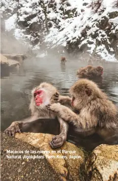  ??  ?? Macacos de las nieves en el Parque Natural Jigokudani Yaen-Koen, Japón.