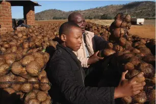  ?? ?? Youthful farmer Tichafa Macheka (front) and farm manager Botomani Nyongani prepare potatoes for the market at Springs farm in Shamva. Picture: Kudakwashe Hunda