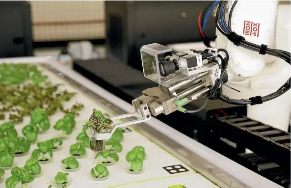  ??  ?? Robot farmers at this suburban California­n greenhouse can supply fresh vegetables to consumers who would otherwise have to wait up to a week for the produce to be delivered. AP