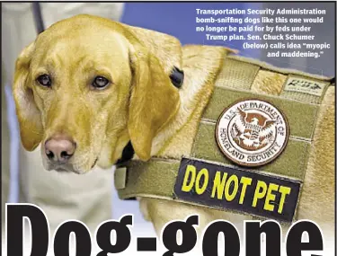  ??  ?? Transporta­tion Security Administra­tion bomb-sniffing dogs like this one would no longer be paid for by feds under Trump plan. Sen. Chuck Schumer (below) calls idea “myopic and maddening.”