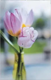  ?? THERESA FORTE SPECIAL TO THE ST. CATHARINES STANDARD ?? A delicate combo that happily flower year after year: Shirley (cream with purple streaks) and the botanical tulip Saxatilis (violet with a yellow base).