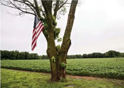  ??  ?? Een sojaveld in Illinois. Amerikaans­e boeren moeten niet echt hopen op meer export naar de EU.