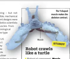  ??  ?? Biological component: Muscle from the mouth of a sea slug Size: 5 cm Robot crawls like a turtle
The Y-shaped muscle makes the skeleton contract.