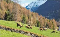  ??  ?? Im Frühjahr kommen die Steinböcke herunter bis zum Dorf.