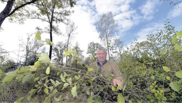  ?? Foto: Anne Wall ?? Forstamtsl­eiter Hartmut Dauner will die Grauerlenw­älder am Lech erhalten. Das geht aber nur, wenn man regelmäßig Bäume fällt.