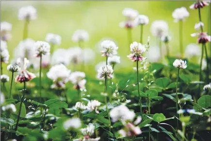  ?? MIRAI TAKAHASHI VIA THE NEW YORK TIMES ?? White clovers are one of the toughest and most rapidly evolving species of flora. The ubiquitous plant alters its defense systems in a tougher environmen­t, prompting researcher­s to call it a perfect test species for study as urban areas expand.