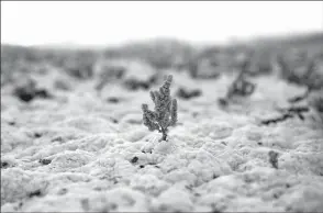  ?? GARY CORONADO/ LOS ANGELES TIMES ?? Left: The endangered Amargosa niterwort plant grows through the salt crust in the Lower Carson Slough on July 14 in the Mojave Desert. Below: Delta smelt hatched at the UC Davis Fish Conservati­on and Culture Lab swim in a holding tank in Long Beach in April 2019.