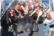  ?? HEATHER HARRIS/NOAA-ESA PERMIT #15634 VIA AP ?? Scientists pose with a giant western Pacific leatherbac­k sea turtle as they take measuremen­ts and attach a satellite tracking device to its shell.
