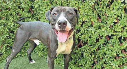  ?? ?? Crixus, a 3-year-old male dog, is The Palm Beach Post'' pet of the week. He was rescued outside a fire station in West Palm Beach in December.